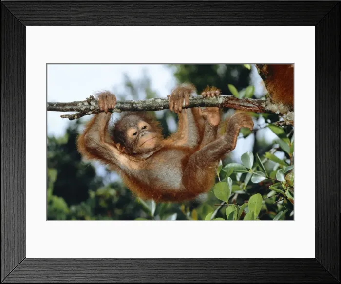 Framed Print : Orang Utan WAT 5033 Borneo Pongo pymaeus © M. Watson  /  ardea. com