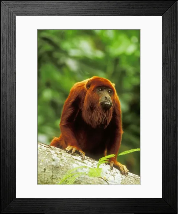 Framed Print : Red Howler Monkey WAT 6160 Alouatta seniculus © M. Watson / ardea. com Framed Print : Red Howler Monkey WAT 6160 Alouatta seniculus © M. Watson / ardea. com