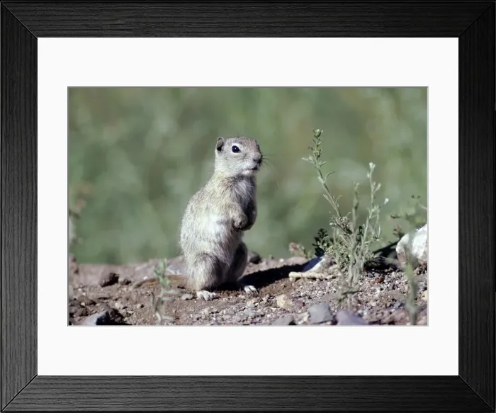 Framed Print : Belding's Ground Squirrel Framed Print : Belding's Ground Squirrel