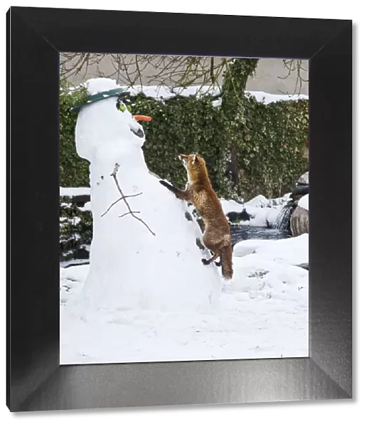 BB-2933 Red Fox - climbing up snowman about to steal snowmans nose in winter snow - UK 17300