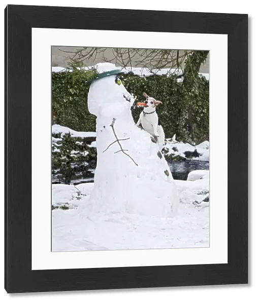 BB-2935 Dog - Jack Russel - climbing up snowman stealing carrot nose in winter snow - UK 17304