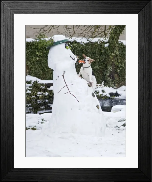 Framed Print : BB-2935 Dog - Jack Russel - climbing up snowman stealing carrot nose in winter snow - UK 17304 Framed Print : BB-2935 Dog - Jack Russel - climbing up snowman stealing carrot nose in winter snow - UK 17304