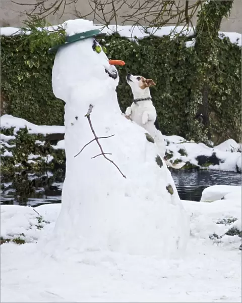 BB-2936 Dog - Jack Russel - climbing up snowman about to steal carrot nose in winter snow - UK 17302