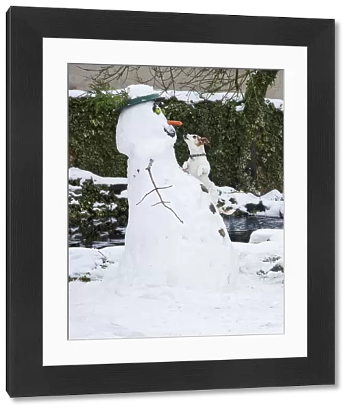 BB-2936 Dog - Jack Russel - climbing up snowman about to steal carrot nose in winter snow - UK 17302