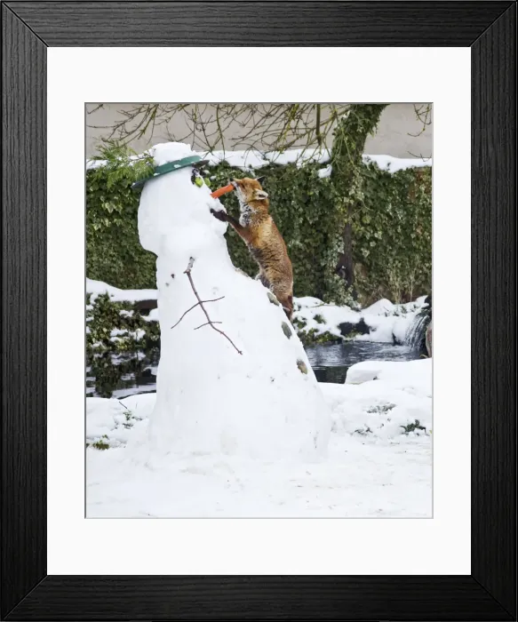 Framed Print : BB-2937 Red Fox - stealing snowmans nose in winter snow - UK 17301 Framed Print : BB-2937 Red Fox - stealing snowmans nose in winter snow - UK 17301