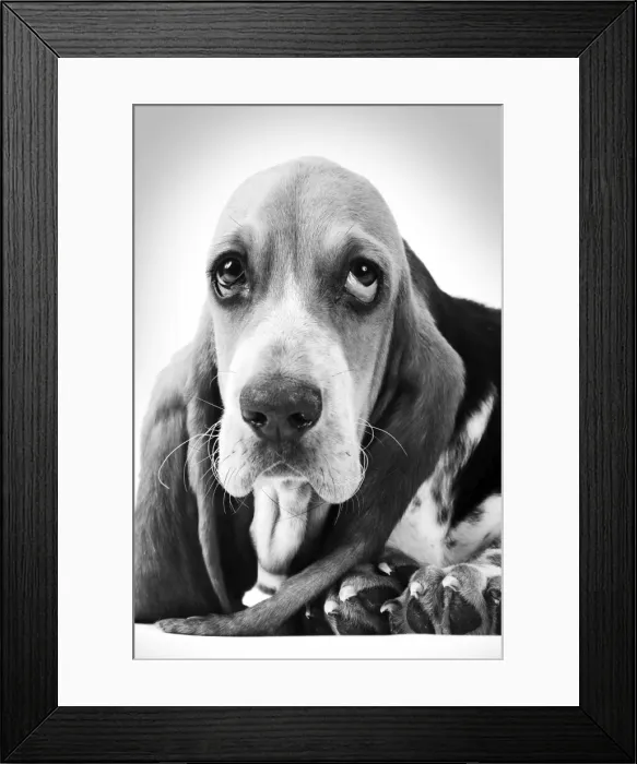 Framed Print : Basset Hound - puppy Digital Manipulation: B&W Framed Print : Basset Hound - puppy Digital Manipulation: B&W