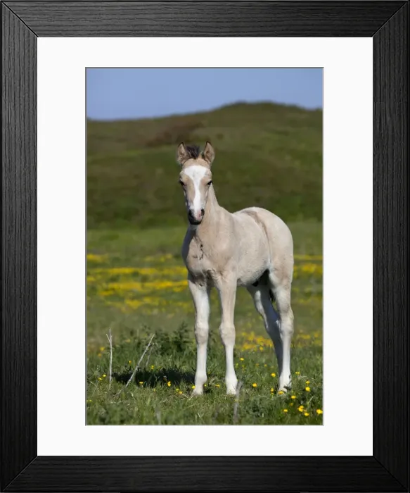 Framed Print : Foal - summer - UK Framed Print : Foal - summer - UK