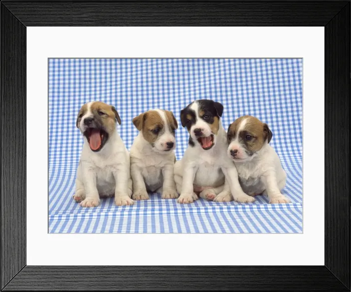 Framed Print : Jack Russell Terrier Dog - puppies on blue gingham Framed Print : Jack Russell Terrier Dog - puppies on blue gingham