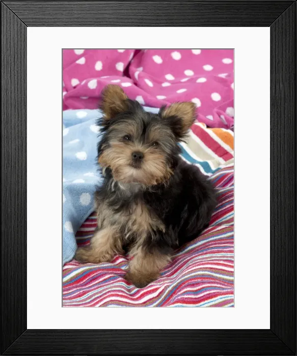 Framed Print : DOG - Yorkshire terrier puppy sitting on blankets Framed Print : DOG - Yorkshire terrier puppy sitting on blankets
