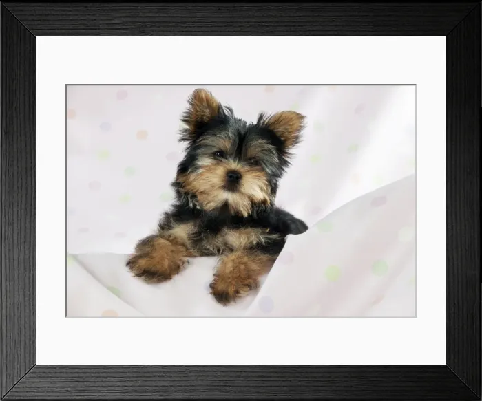 Framed Print : DOG - Yorkshire terrier puppy Framed Print : DOG - Yorkshire terrier puppy