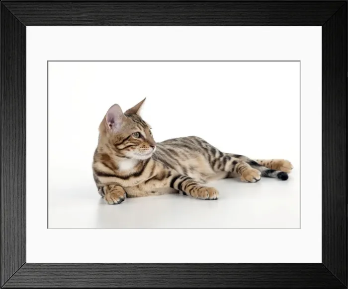 Framed Print : KITTEN - Bengal kitten 16 weeks Framed Print : KITTEN - Bengal kitten 16 weeks