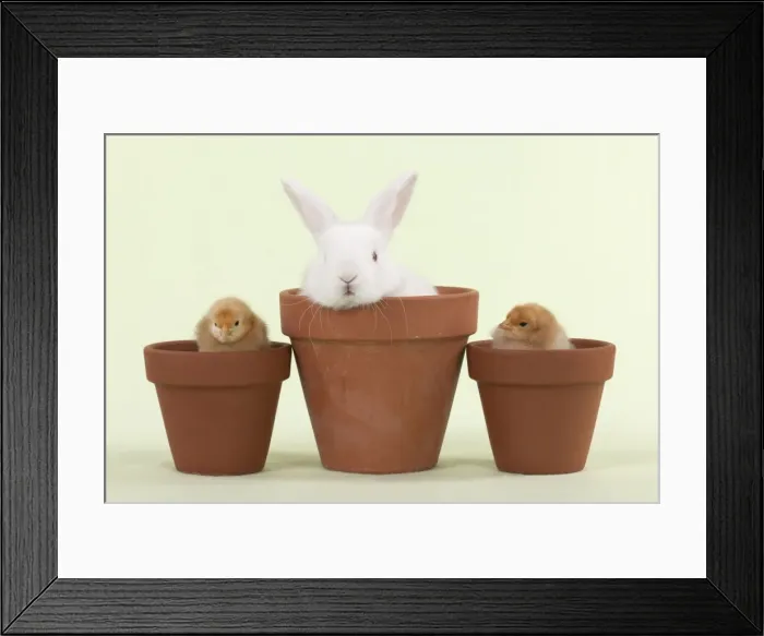 Framed Print : RABBIT & CHICK - Mini Ivory Satin Rabbit sitting in flower pot with chicks on either side Framed Print : RABBIT & CHICK - Mini Ivory Satin Rabbit sitting in flower pot with chicks on either side