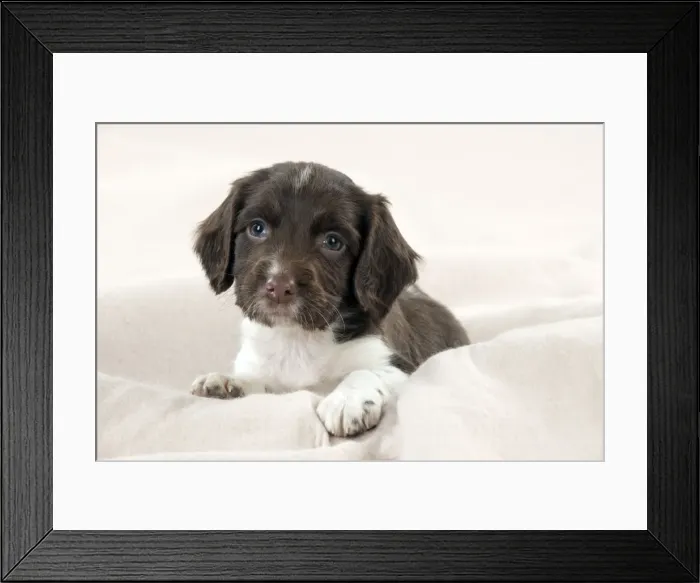 Framed Print : DOG - Springer Spaniel puppies laying on a blanket Framed Print : DOG - Springer Spaniel puppies laying on a blanket