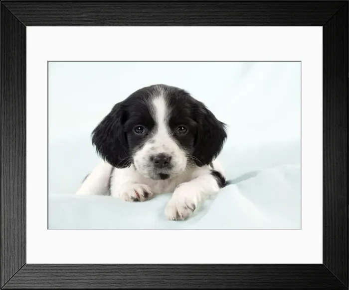 Framed Print : DOG - Springer Spaniel puppy laying on a blanket Framed Print : DOG - Springer Spaniel puppy laying on a blanket
