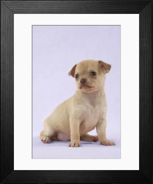 Framed Print : DOG - Chihuahua puppy (6 weeks) Digital Manipulation: background to lilac Framed Print : DOG - Chihuahua puppy (6 weeks) Digital Manipulation: background to lilac