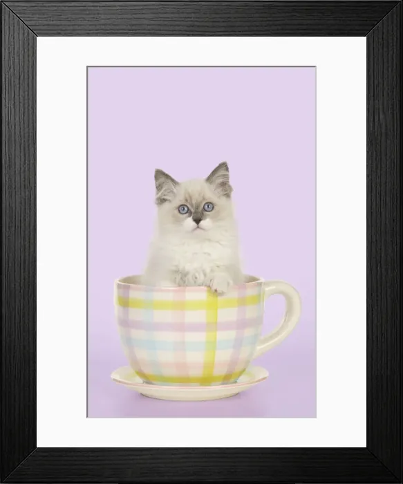 Framed Print : CAT - Ragdoll kitten sitting in tea cup Digital Manipulation: colour background from white Framed Print : CAT - Ragdoll kitten sitting in tea cup Digital Manipulation: colour background from white
