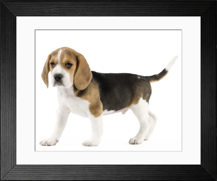 Framed Print : Dog - Beagle puppy Framed Print : Dog - Beagle puppy