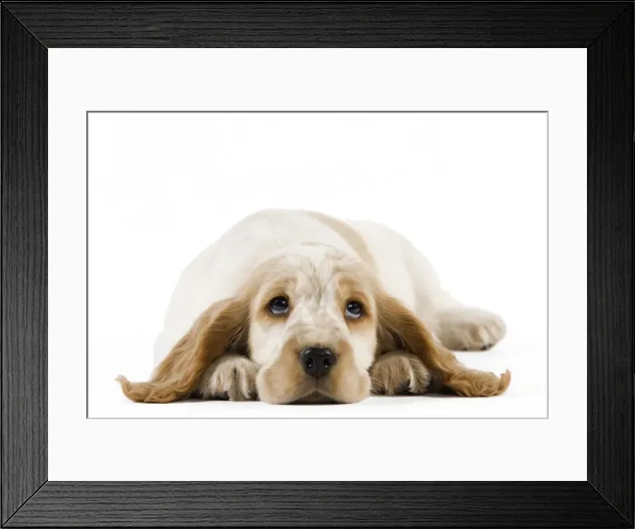 Framed Print : Dog - Cocker Spaniel puppy Framed Print : Dog - Cocker Spaniel puppy