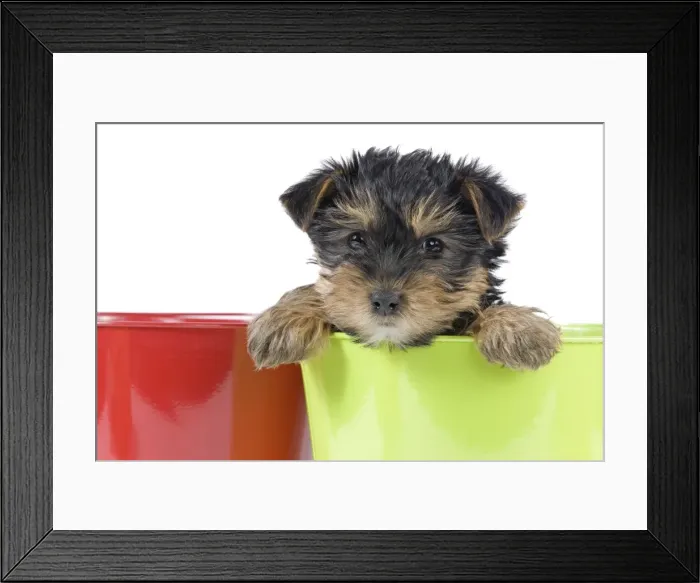 Framed Print : Dog - Yorkshire Terrier puppy - in flowerpot Framed Print : Dog - Yorkshire Terrier puppy - in flowerpot