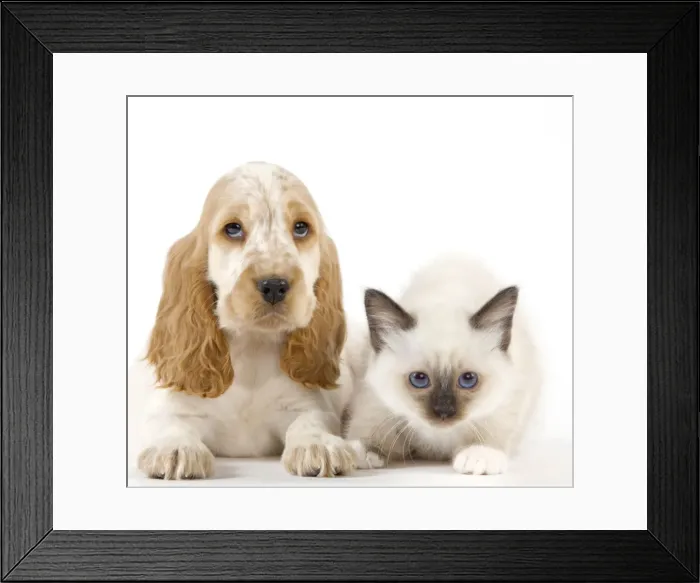 Framed Print : Dog - Cocker Spaniel with Cat - Birman kitten Framed Print : Dog - Cocker Spaniel with Cat - Birman kitten