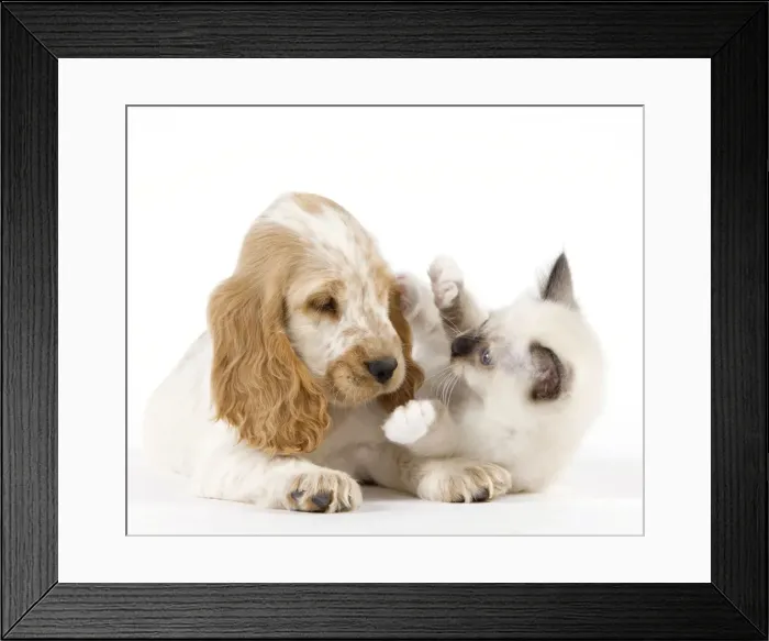 Framed Print : Dog - Cocker Spaniel with Cat - Birman kitten Framed Print : Dog - Cocker Spaniel with Cat - Birman kitten