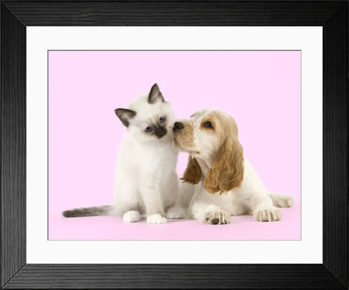 Framed Print : Dog - Cocker Spaniel with Cat - Birman kitten Manipulated Image: Background colour changed Framed Print : Dog - Cocker Spaniel with Cat - Birman kitten Manipulated Image: Background colour changed