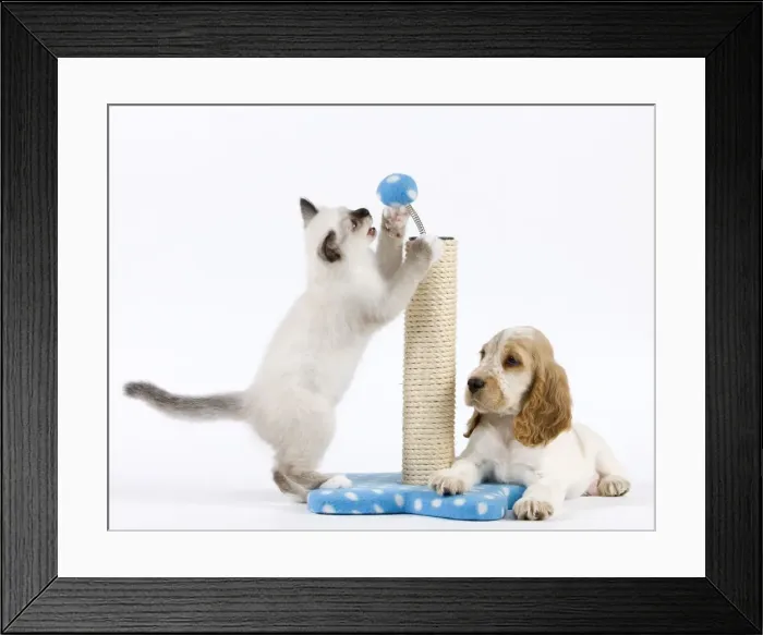 Framed Print : Dog - Cocker Spaniel with Cat - Birman kitten - playing with scratch post Framed Print : Dog - Cocker Spaniel with Cat - Birman kitten - playing with scratch post