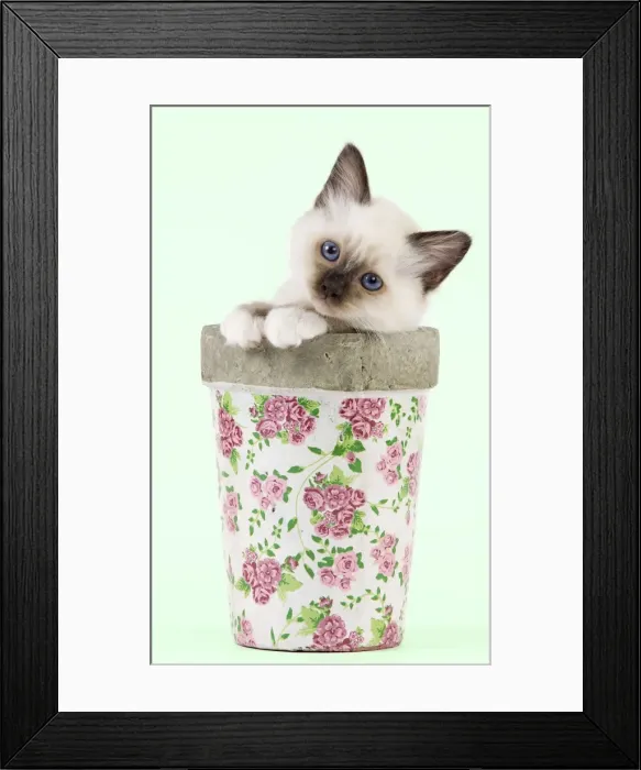 Framed Print : Cat - Birman kitten - in flowerpot Manipulation: Background colour changed Framed Print : Cat - Birman kitten - in flowerpot Manipulation: Background colour changed