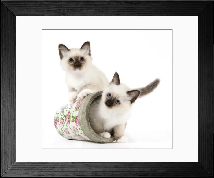 Framed Print : Cat - Birman kittens - in flowerpot Framed Print : Cat - Birman kittens - in flowerpot