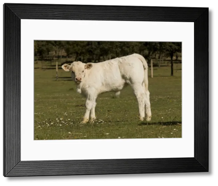 Framed Print : Cattle - Charolais calf Framed Print : Cattle - Charolais calf