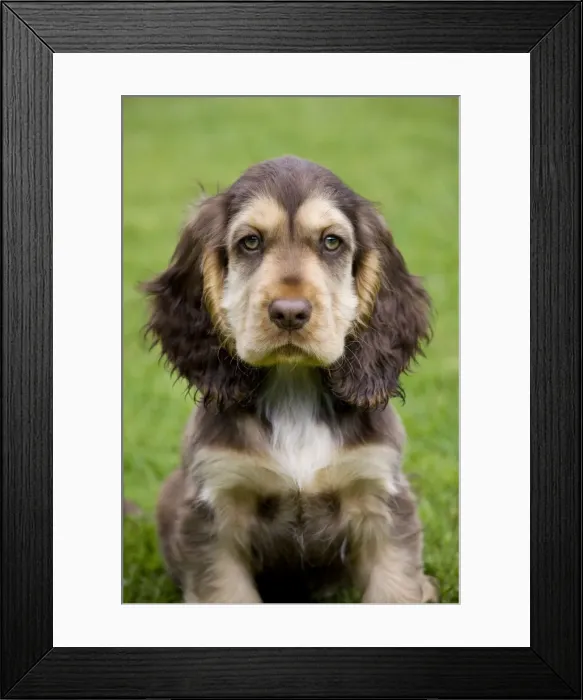 Framed Print : Dog - English Cocker Spaniel - puppy in garden Framed Print : Dog - English Cocker Spaniel - puppy in garden