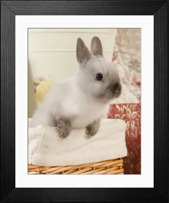 Framed Print : Dwarf Rabbit Framed Print : Dwarf Rabbit