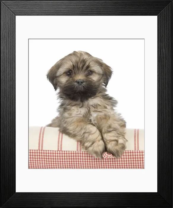Framed Print : Dog - Lhasa Apso - puppy Framed Print : Dog - Lhasa Apso - puppy