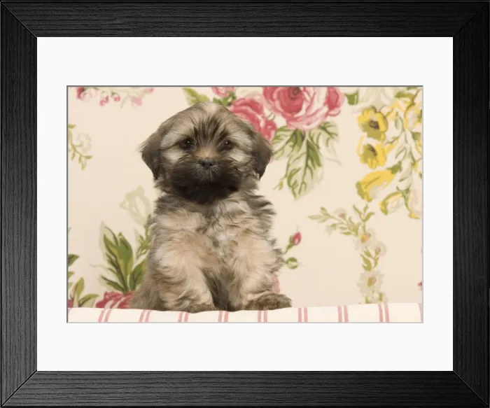 Framed Print : Dog - Lhasa Apso - puppy Framed Print : Dog - Lhasa Apso - puppy