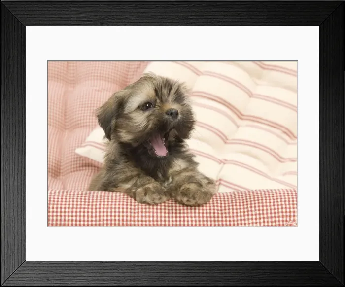Framed Print : Dog - Lhasa Apso - puppy yawning Framed Print : Dog - Lhasa Apso - puppy yawning
