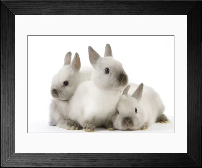 Framed Print : Dwarf Rabbit - with young Framed Print : Dwarf Rabbit - with young