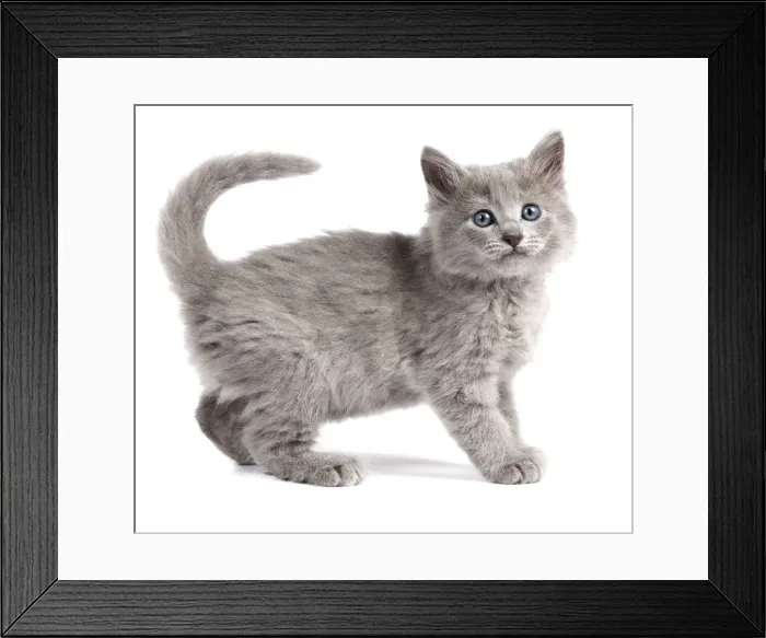 Framed Print : Cat - Nebelung Kitten Framed Print : Cat - Nebelung Kitten