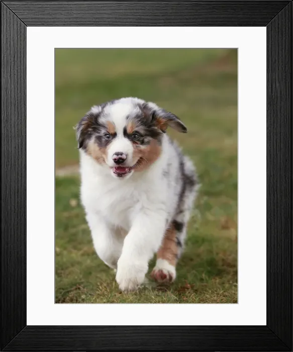 Framed Print : Dog - Australian Sheepdog / Shepherd Dog Framed Print : Dog - Australian Sheepdog / Shepherd Dog