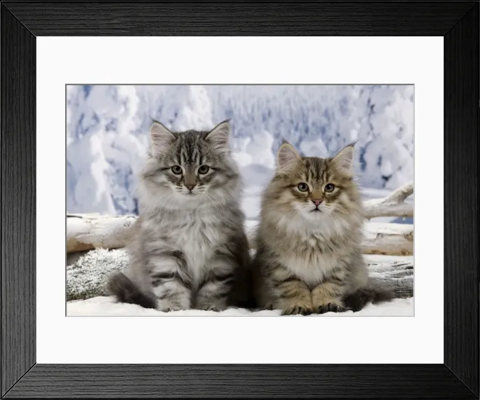 Framed Print : Cat - Siberian Kittens - in snow Framed Print : Cat - Siberian Kittens - in snow