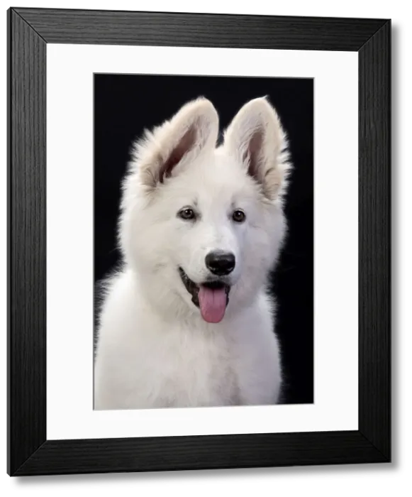 Framed Print : Dog - Swiss White Shepherd Dog Framed Print : Dog - Swiss White Shepherd Dog