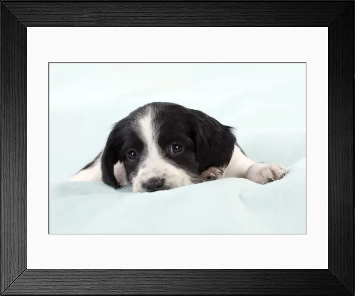 Framed Print : DOG - Springer Spaniel puppy laying on a blanket Framed Print : DOG - Springer Spaniel puppy laying on a blanket