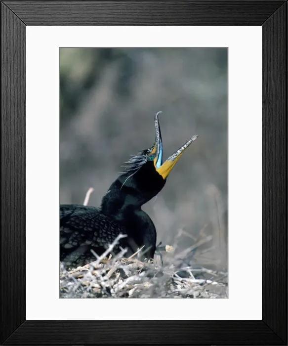 Framed Print : Double-crested Cormorant - North America