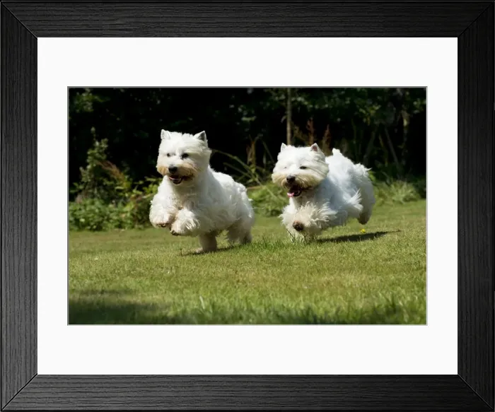 Framed Print : DOG - West highland white terriers running in garden Framed Print : DOG - West highland white terriers running in garden