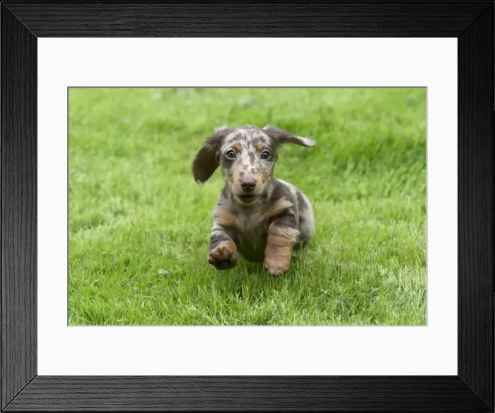 Framed Print : DOG - Miniature Short Haired Dachshund - puppy running through garden (7 weeks) Framed Print : DOG - Miniature Short Haired Dachshund - puppy running through garden (7 weeks)
