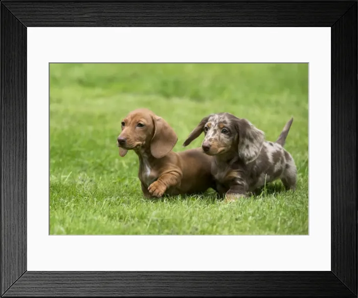 Framed Print : DOG - Miniature Short Haired Dachshund - puppies running through garden (7 weeks) Framed Print : DOG - Miniature Short Haired Dachshund - puppies running through garden (7 weeks)