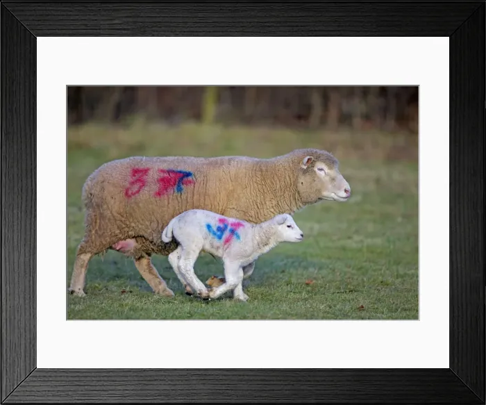 Framed Print : Sheep - adult with young - Herefordshire - England - UK Framed Print : Sheep - adult with young - Herefordshire - England - UK