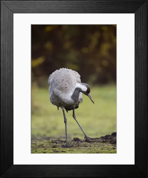 Framed Print : Common Crane - UK Framed Print : Common Crane - UK