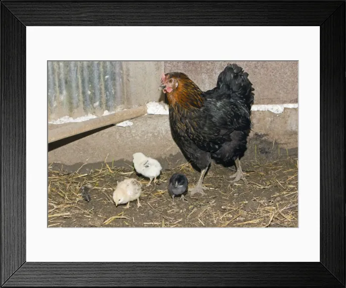 Framed Print : Domestic Hen - with three chicks in hen shed - Lower Saxony - Germany Framed Print : Domestic Hen - with three chicks in hen shed - Lower Saxony - Germany
