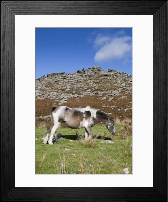 Framed Print : Pony - grazing on Rough Tor, Bodmin Moor, Cornwall, UK Framed Print : Pony - grazing on Rough Tor, Bodmin Moor, Cornwall, UK