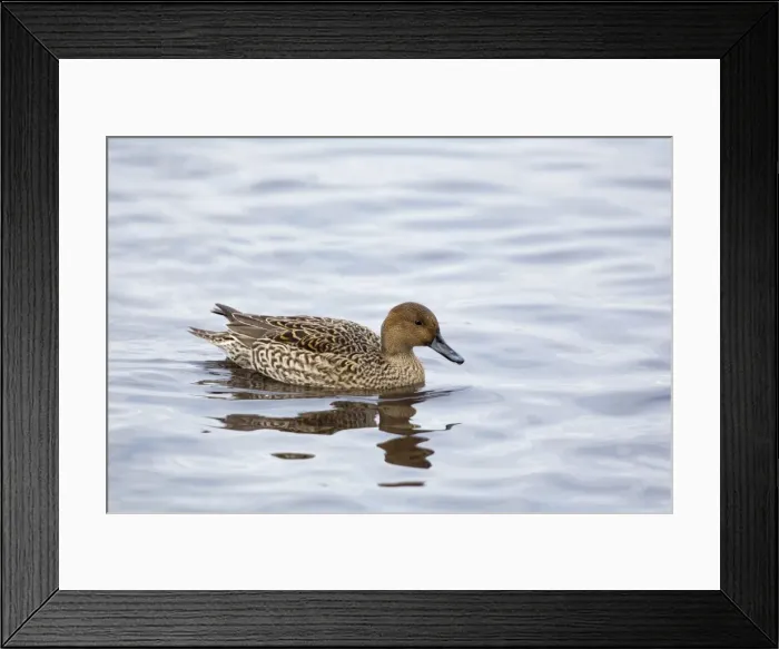 Framed Print : Pintail - female in winter - UK Framed Print : Pintail - female in winter - UK